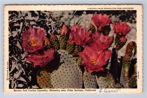 Beaver tail cactus opuntia - ,