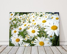 Daisy meadow. Canvas picture print. Lovely floral image. Summer sunshine. Choice