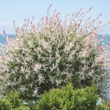 Salix Flamingo Standard 17cm