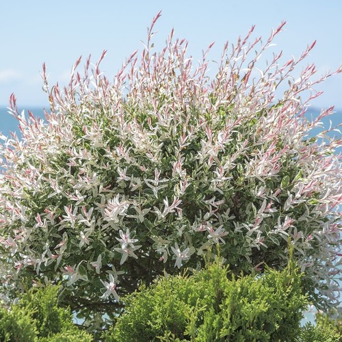 Salix flamingo standard 17cm - flamingo,