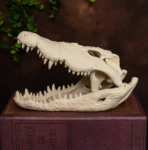 Nile crocodile skull replica - nile,