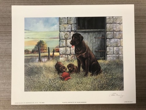 Chocolate labradors playful - chocolate, “playful