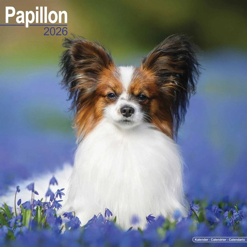 Papillon dog x 12 - papillon, "12