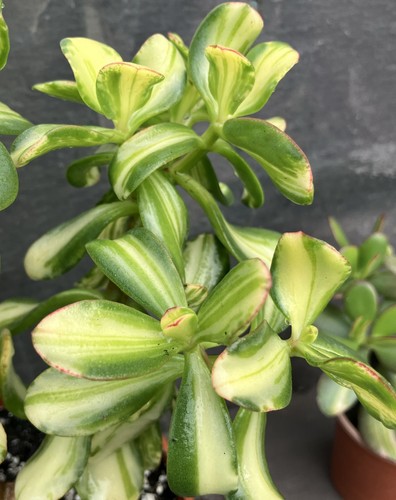 Crassula ovata return - ovata, of