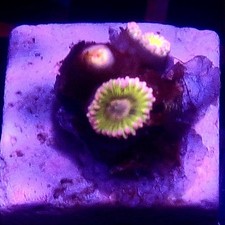WYSIWYG 3 Polyps Chiquita Zoas