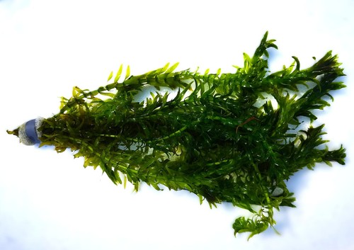 Bunch stems elodea - stems, densa