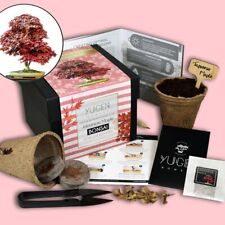 Japanese Maple Bonsai Growing Kit | Grow Your Own Bonsai Tree | Beginner Perfect