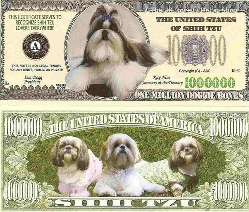 Shih tzu dog - tzu,