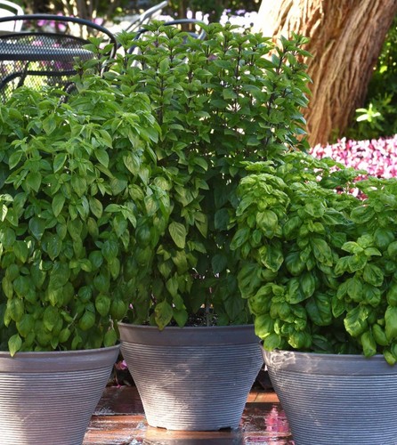 Herb basil everleaf emerald - herb,