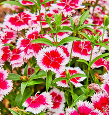 200x Dianthus Chinese Pink