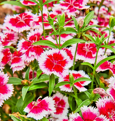 200x dianthus chinese - dianthus, pink