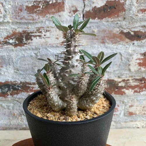 15cm succulent cactus plant - 10-15cm,
