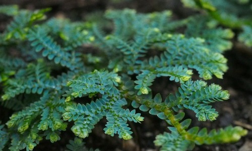 Selaginella uncinata peacock - uncinata, (peacock