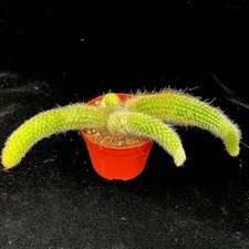 Hildewinteria Colademoninis