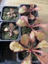 Drosera Cv Andromeda, 7th
