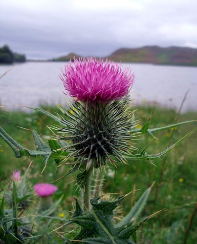 Scottish thistle cotton - or,