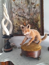 Taxidermy Fox Super Cute Unusual Curio cub