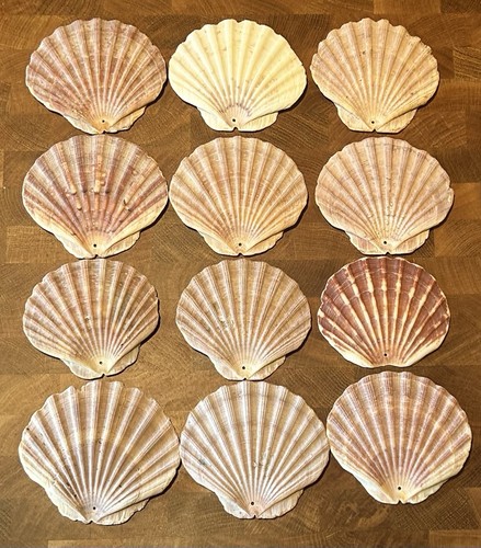 Arts crafts natural - crafts, scallop