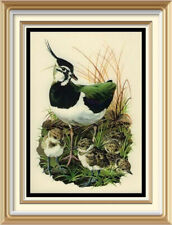 Original 70+ yr Old 1946 Vintage TUNNICLIFFE Litho Art Print Sea Bird LAPWING