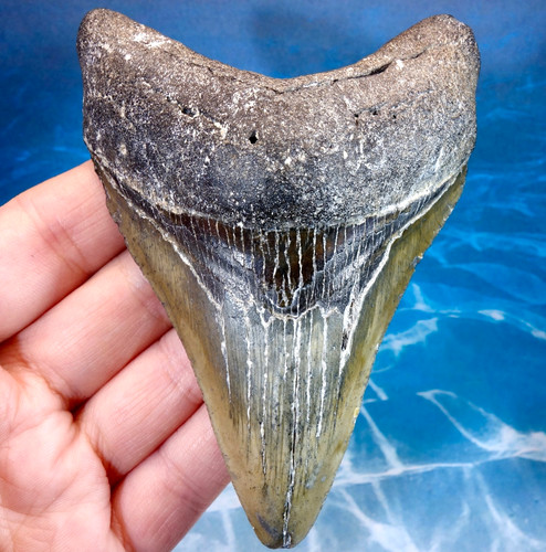 Large stunning megalodon - 4.05",