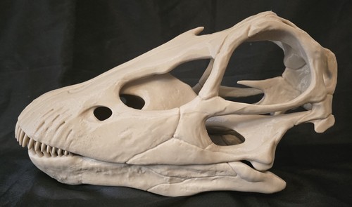 Diplodocus dinosaur skull - diplodocus,
