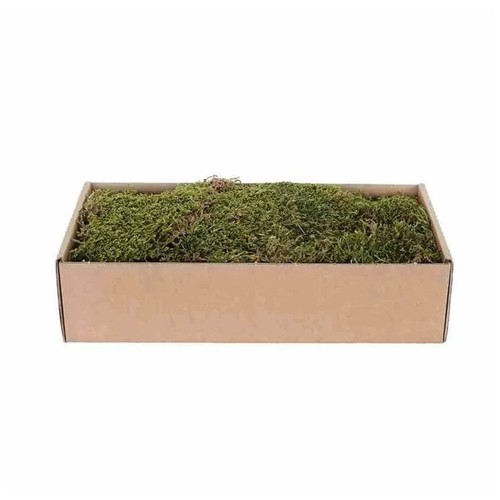 Village flat moss dried - village,