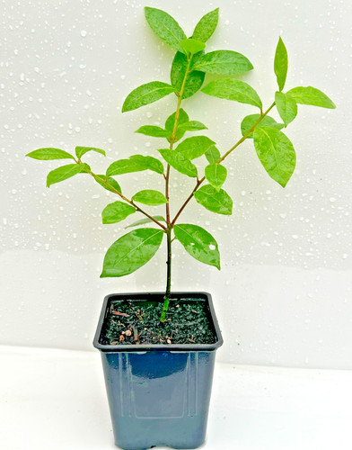 The gourmet kitchen - gourmet, tree