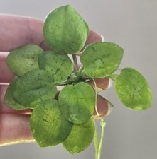 Premium amazon frogbit - premium,