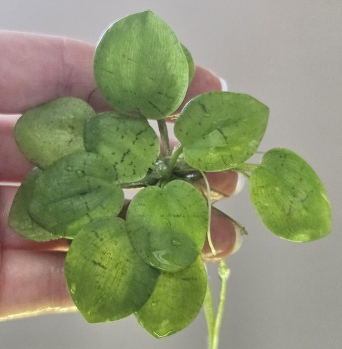Premium amazon frogbit large - premium,