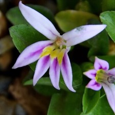 Lobelia Oligophylla Plug