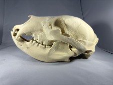 Replica animal skull Black