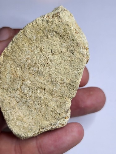 Large dinosaur vertebra fossil - large,