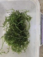 50g Java Moss Live Aquarium Aquatic Plants Carpet Shrimp Fry Tropical Fish Tank