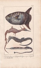 1834 SUNFISH, SEAHORSE