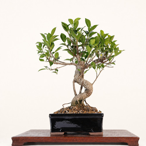 Ficus microcarpa - ficus,