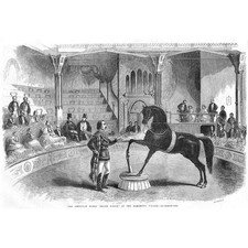 American Circus Horse Black Eagle at the Alhambra Palace - Antique Print 1858