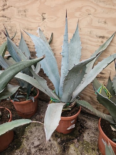 15ltr agave franzosinii - 1, x