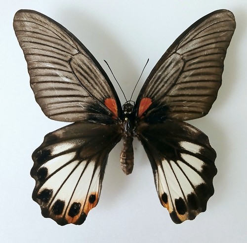 Papilio memnon female - memnon,