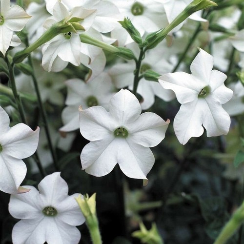 Fresh nicotiana alata - alata, (jasmine