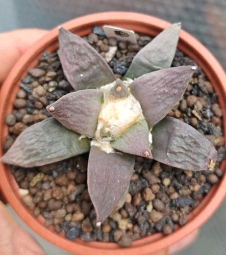 Ariocarpus retusus furfuraceus - ariocarpus,