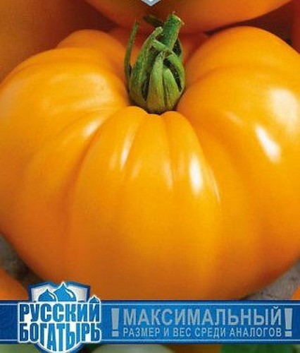 Giant russian tomato - giant,