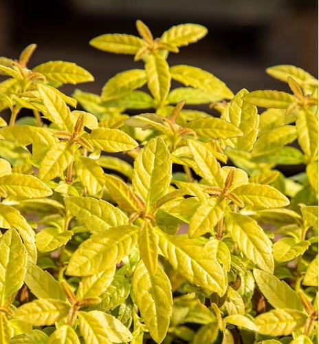 Aloysia golden wind lemon - 'golden,