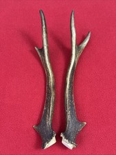 PAIR OF SIKA DEER ANTLERS 137g.   aprox. 23,5/24cm.