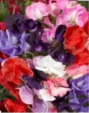 Flower - Sweet Pea - Royal Family Mixed - 70 Seeds