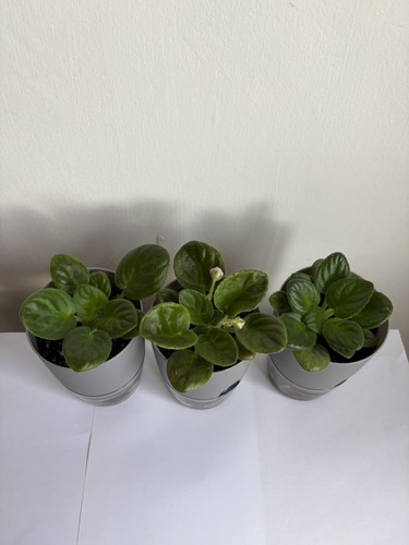 African violet saintpaulia - african,