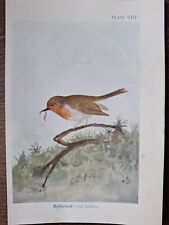 Vintage Robin Bird Book Plate, Illustration Print