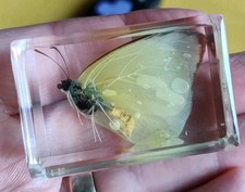 Real YELLOW MOTH Butterfly Bug Insect Preserved in Resin Paperweight Amber