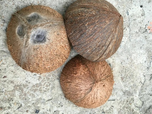 Halves shells coconut - ×,