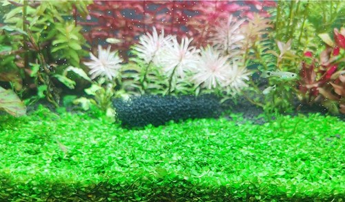 Micranthemum monte carlo - micranthemum,