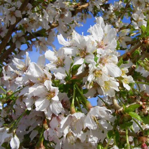 Cherry blossom tree garden - t&m,